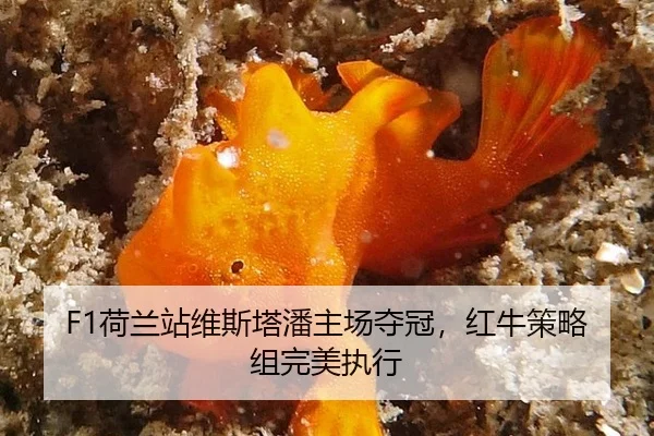 he-lan-zhan-wei-si-ta-pan-zhu-chang-duo-guan-hong-niu-ce-lve-zu-wan-mei-zhi-xing-2-753.jpg